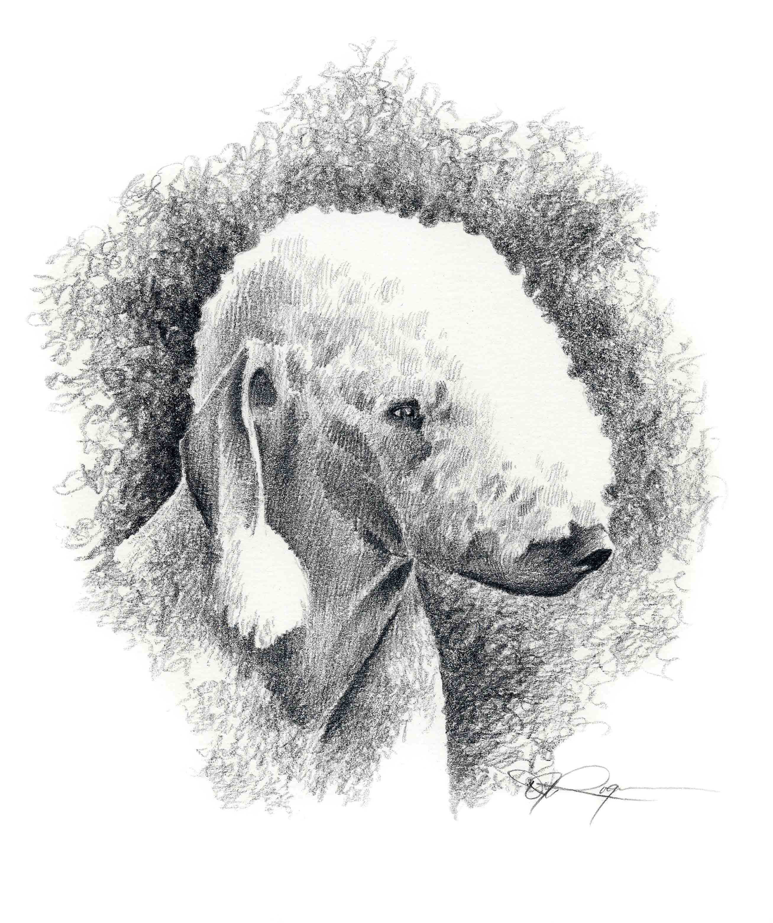 Bedlington Terrier Pencil Dog Art Print by Artist DJ Rogers