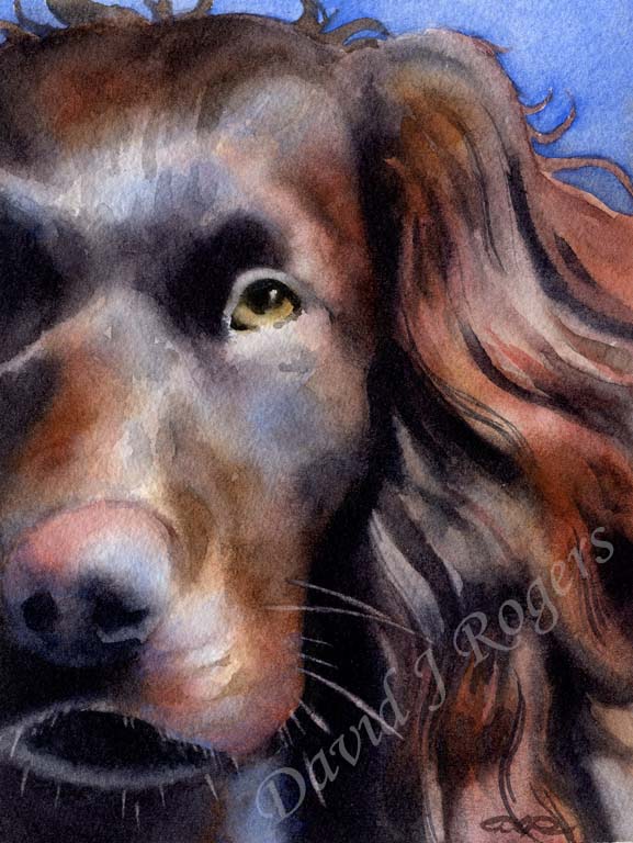 Boykin Spaniel Dog Wall Art Print Poster Picture Painting Room Decor