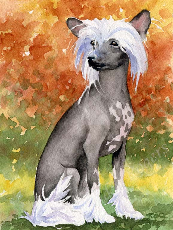 A Chinese Crested portrait print based on a David J Rogers original watercolor