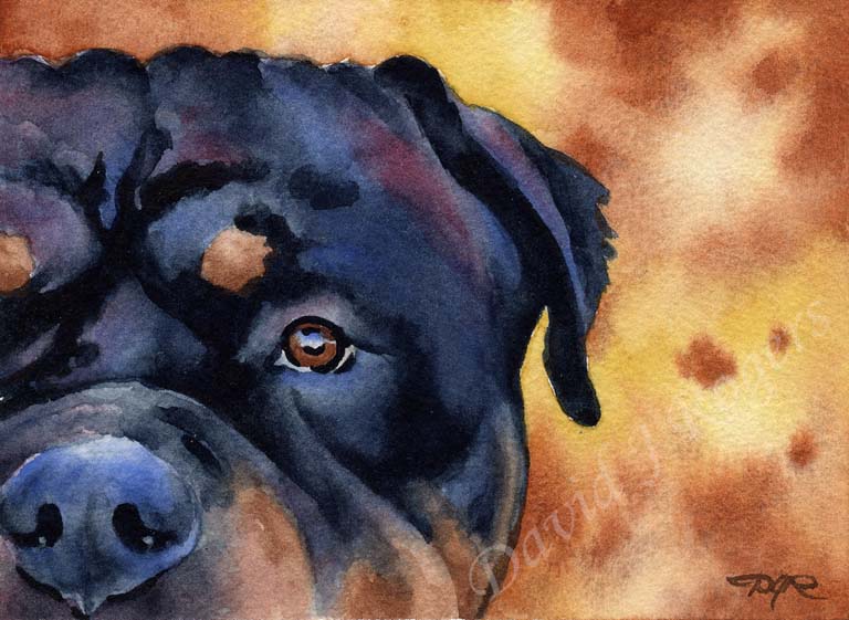 A Rottweiler portrait print based on a David J Rogers original watercolor