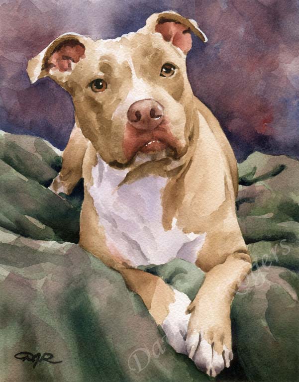 A Staffordshire Terrier portrait print based on a David J Rogers original watercolor