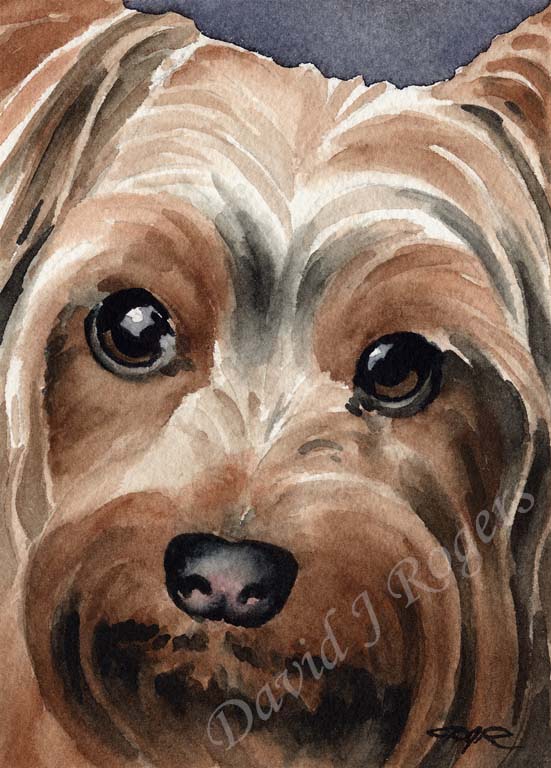 A Yorkshire Terrier portrait print based on a David J Rogers original watercolor