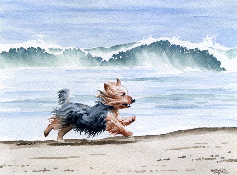 A Yorkshire Terrier beach print based on a David J Rogers original watercolor