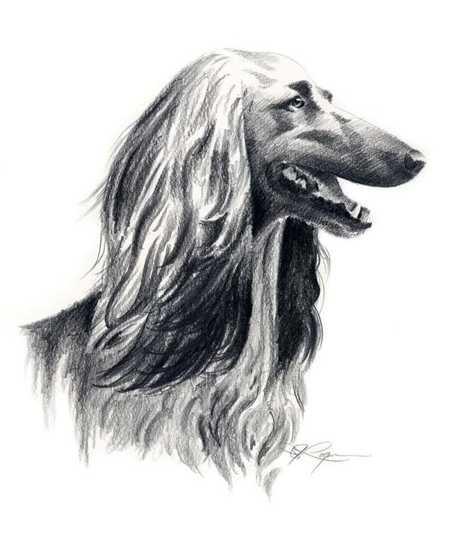 Afghan Hound Dog Wall Art Print Poster Picture Painting Bedroom Room