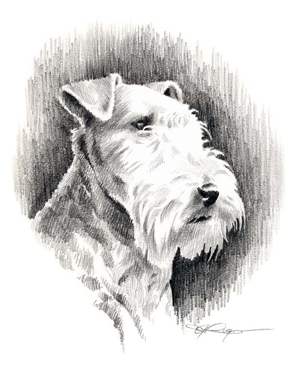 A Lakeland Terrier portrait print based on a David J Rogers original watercolor