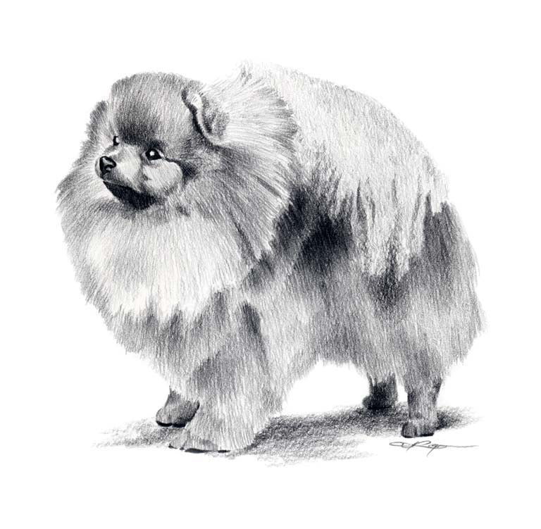 A Pomeranian portrait print based on a David J Rogers original watercolor