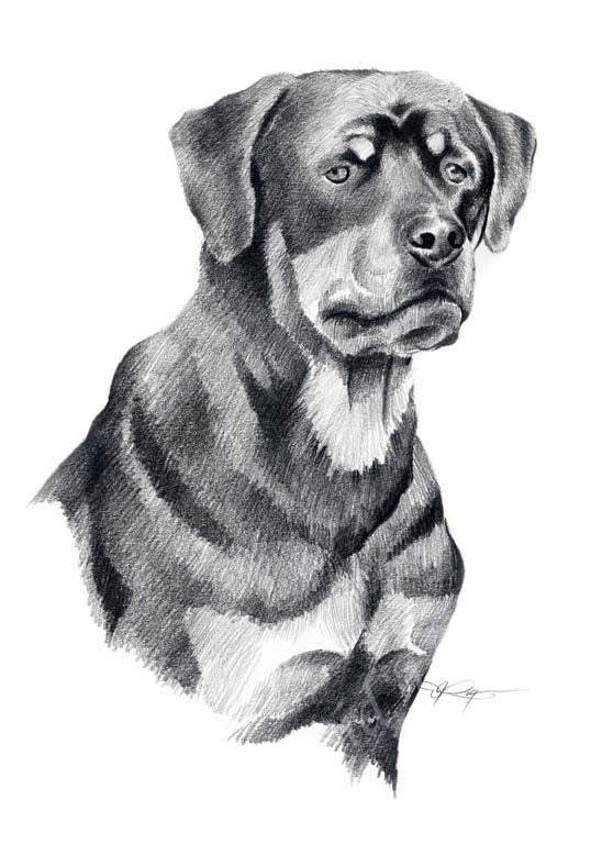 A Rottweiler 0 print based on a David J Rogers original watercolor
