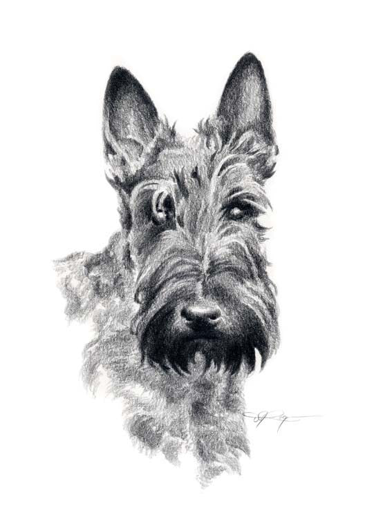 A Scottish Terrier 0 print based on a David J Rogers original watercolor