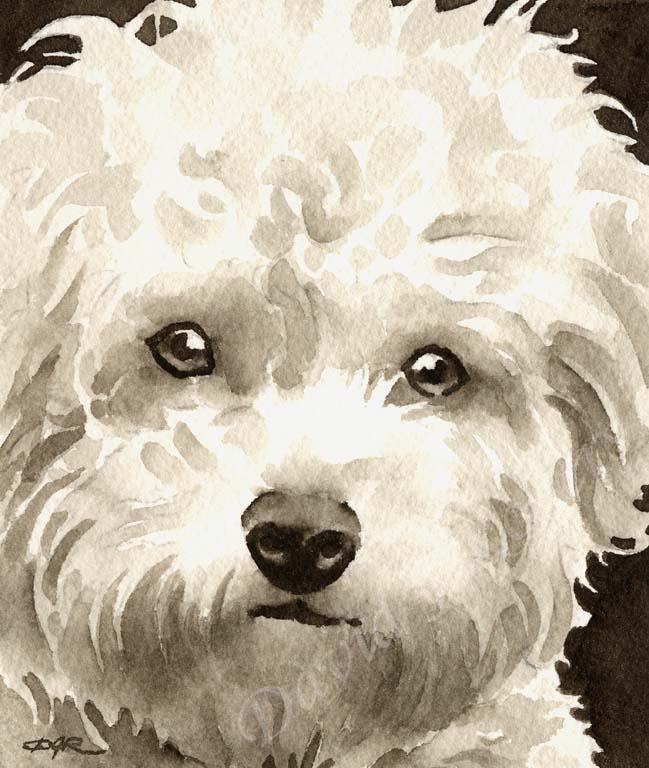 Bichon Frise Dog Wall Art Print Poster Picture Painting Room Decor