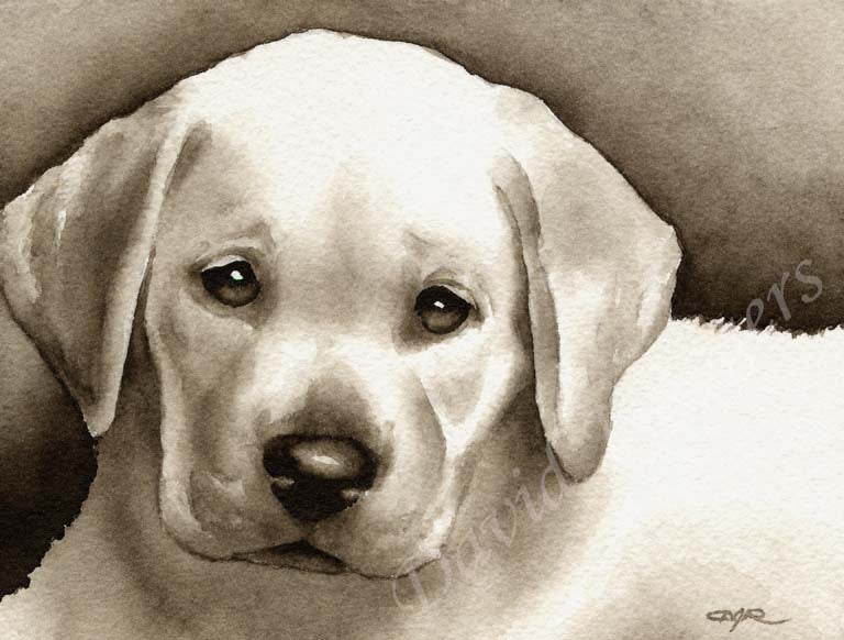 A Labrador Retriever portrait print based on a David J Rogers original watercolor
