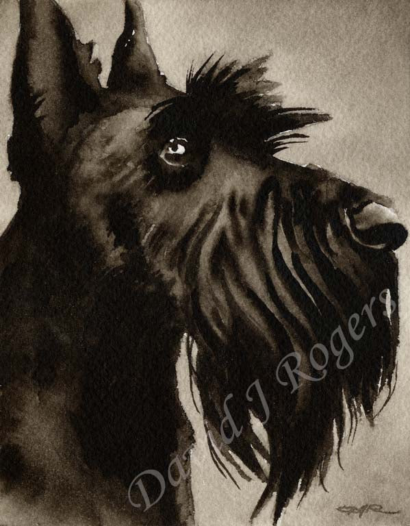 A Scottish Terrier portrait print based on a David J Rogers original watercolor