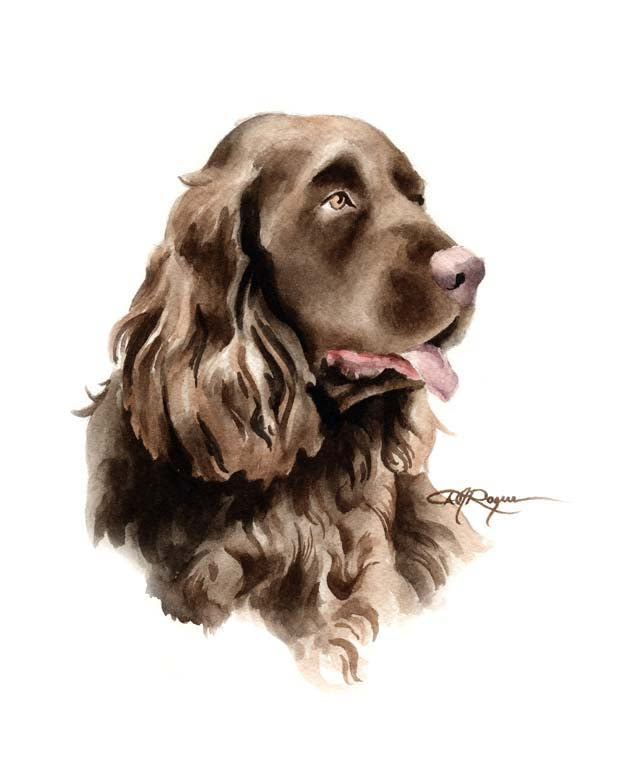 A Sussex Spaniel 0 print based on a David J Rogers original watercolor
