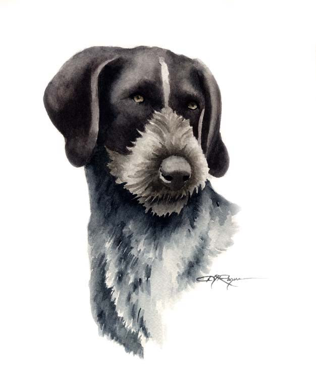 A German Wirehaired Pointer portrait print based on a David J Rogers original watercolor