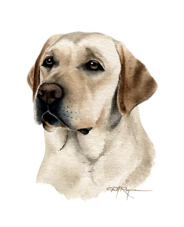A Labrador Retriever portrait print based on a David J Rogers original watercolor
