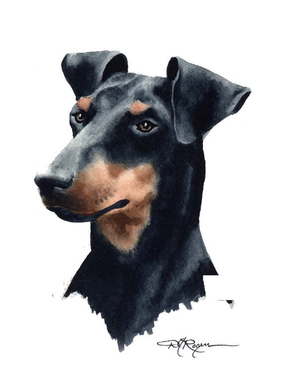 A Manchester Terrier portrait print based on a David J Rogers original watercolor