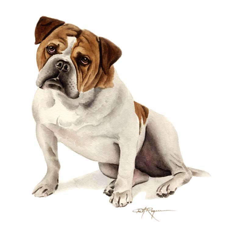 A Old English Bulldog portrait print based on a David J Rogers original watercolor