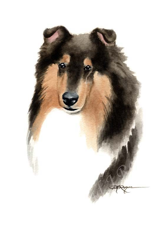 A Shetland Sheepdog 0 print based on a David J Rogers original watercolor