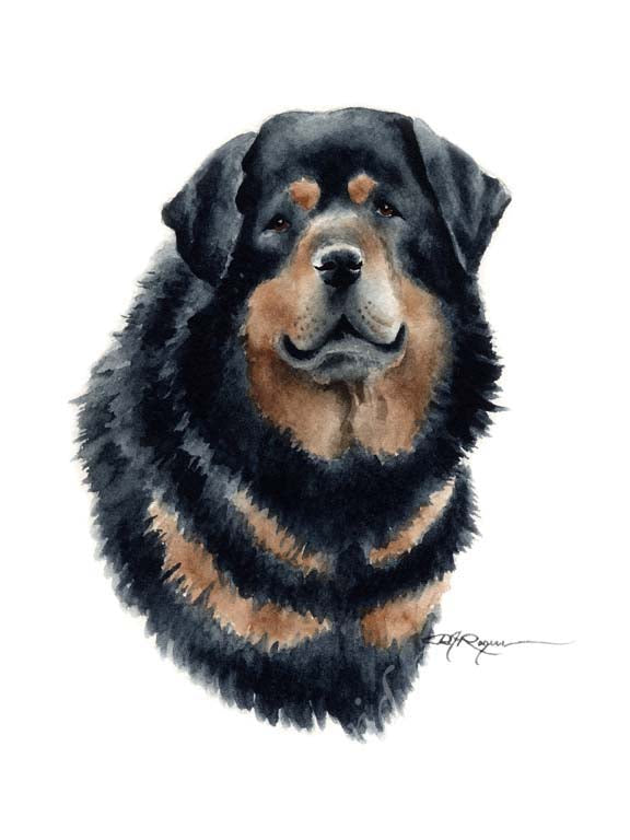 A Tibetan Mastiff portrait print based on a David J Rogers original watercolor