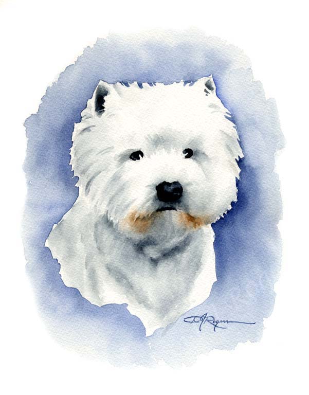 A West Highland Terrier 0 print based on a David J Rogers original watercolor