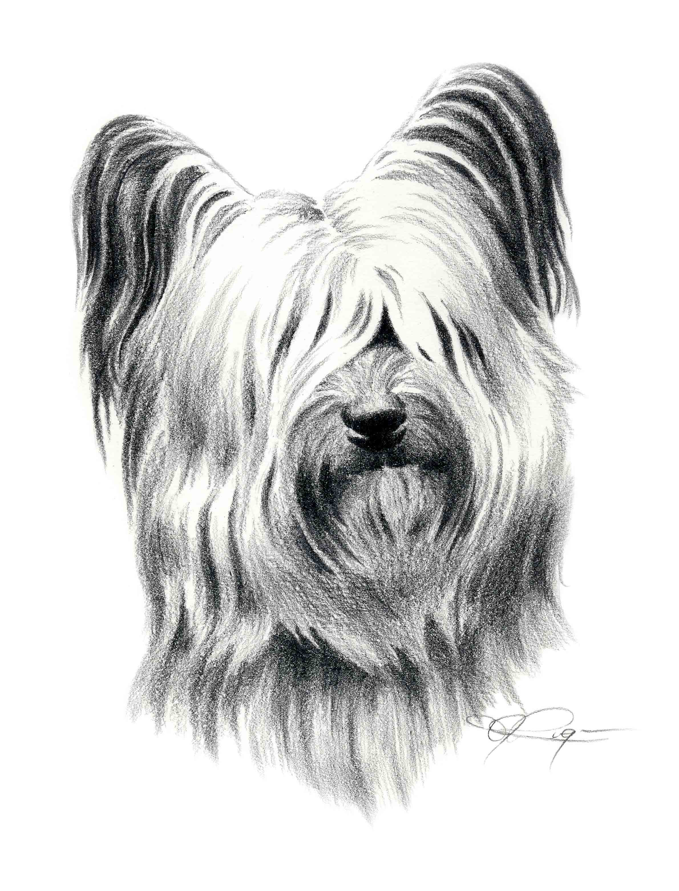 Silky Terrier Pencil Dog Art Print by Artist DJ Rogers
