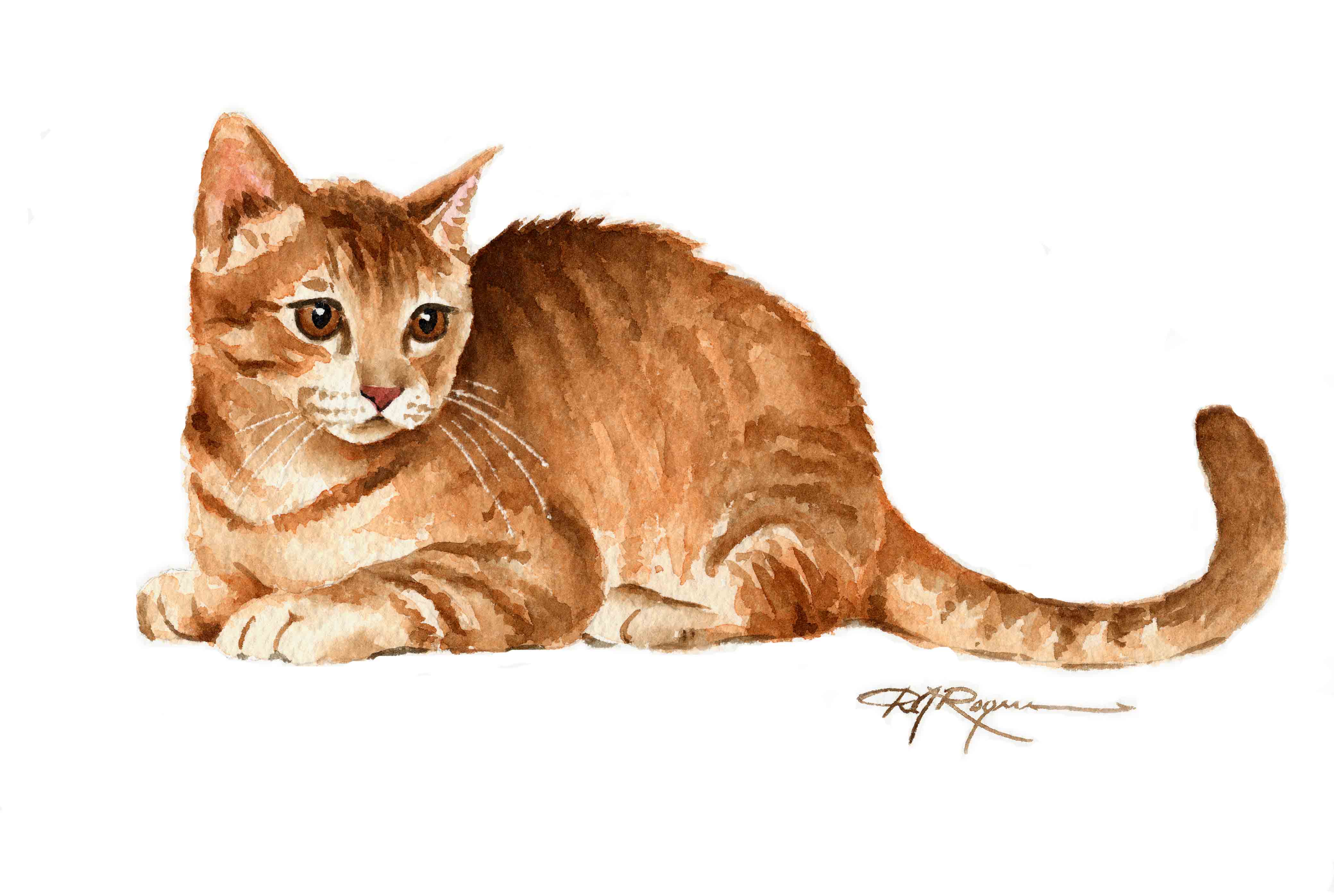 Orange Tabby Cat Traditional Watercolor Cat Art Print by Artist DJ Rogers