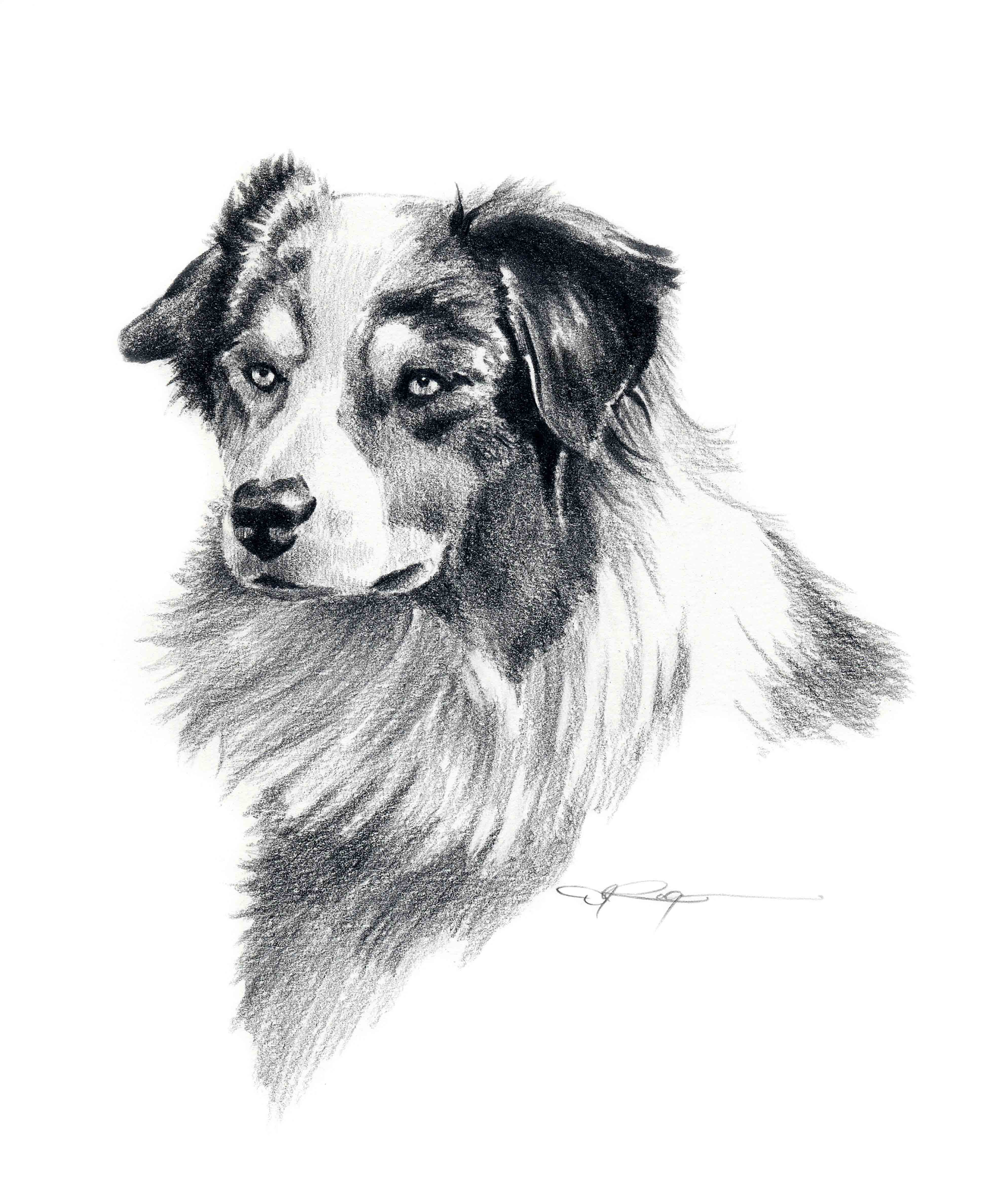Australian Shepherd Pencil Dog Art Print by Artist DJ Rogers