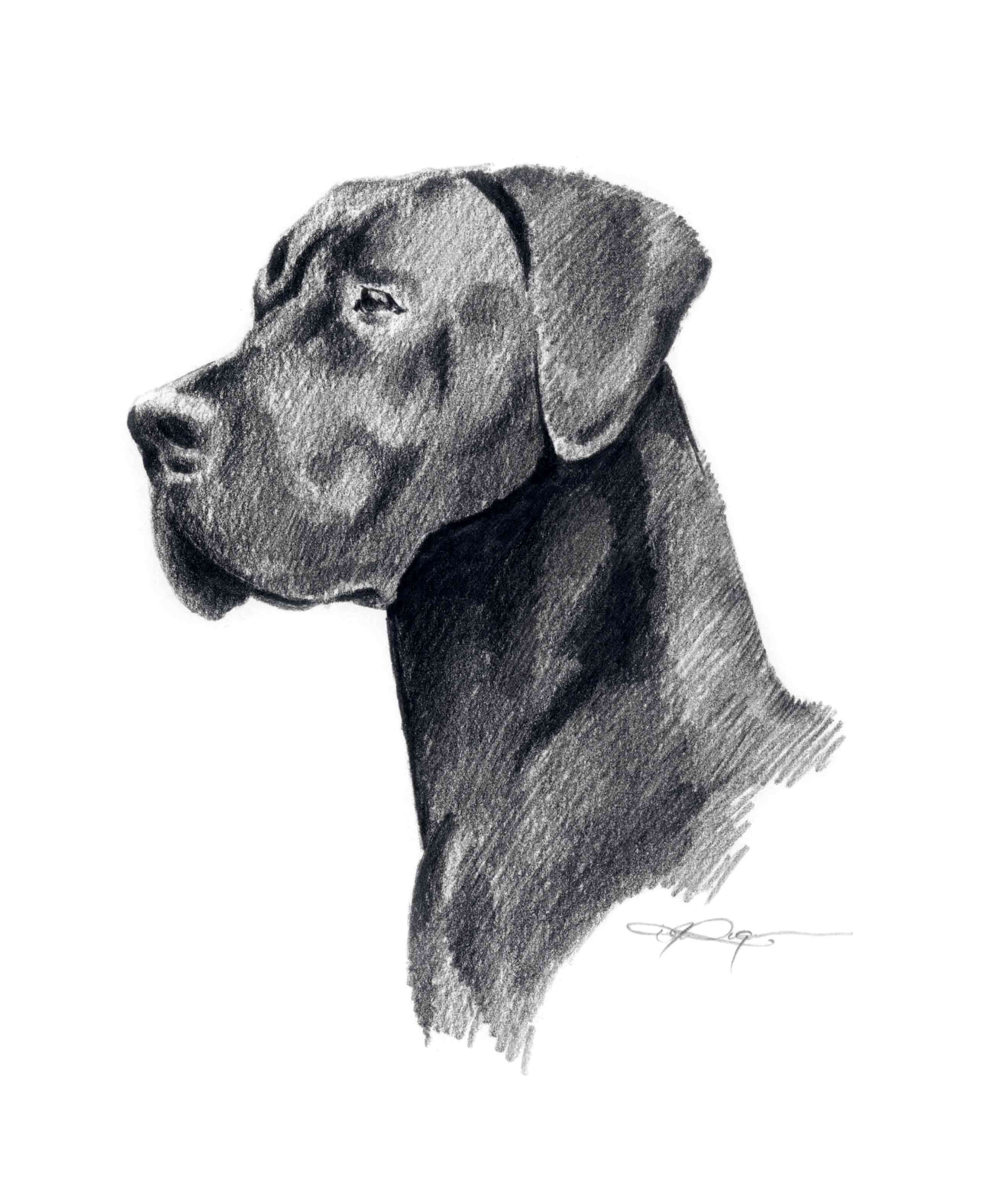 Black Great Dane Pencil Dog Art Print by Artist DJ Rogers