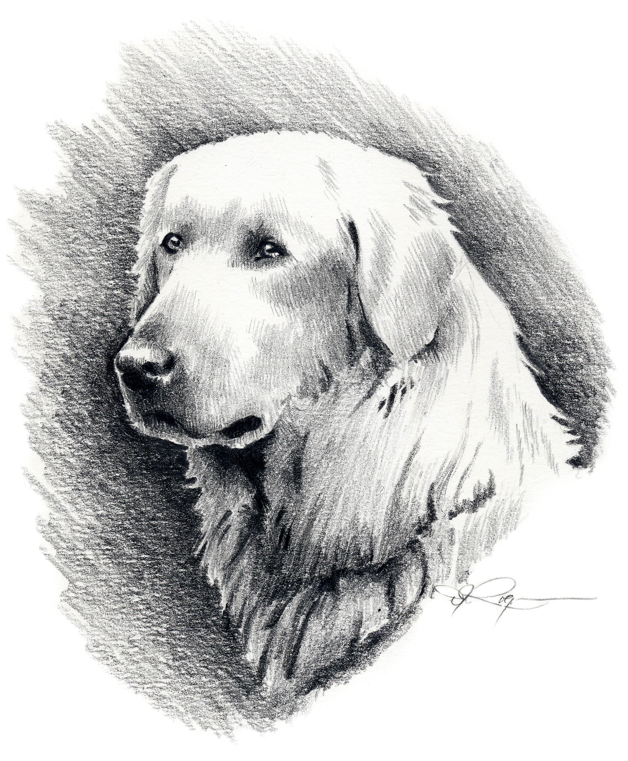 Akbash Pencil Dog Art Print by Artist DJ Rogers