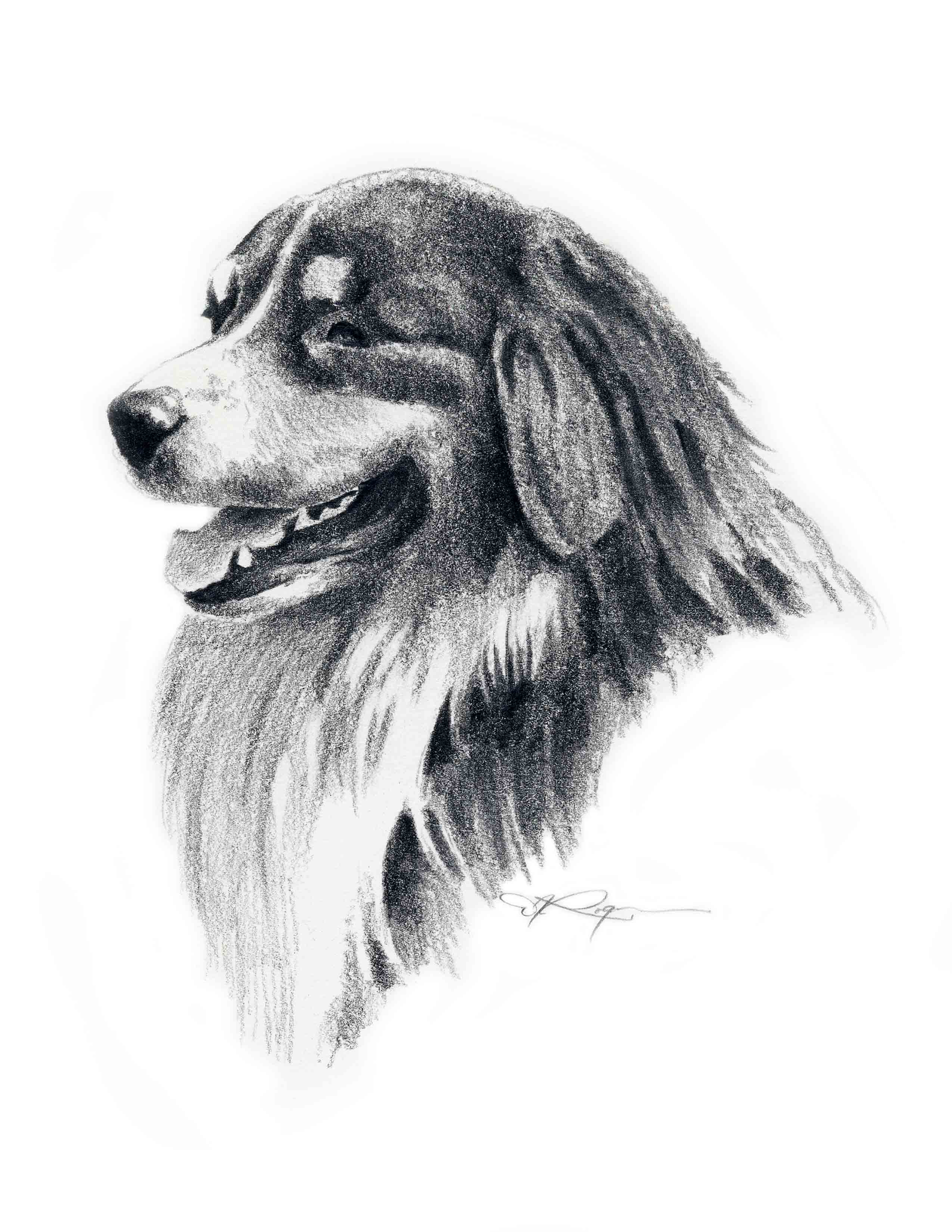 Australian Shepherd Pencil Dog Art Print by Artist DJ Rogers