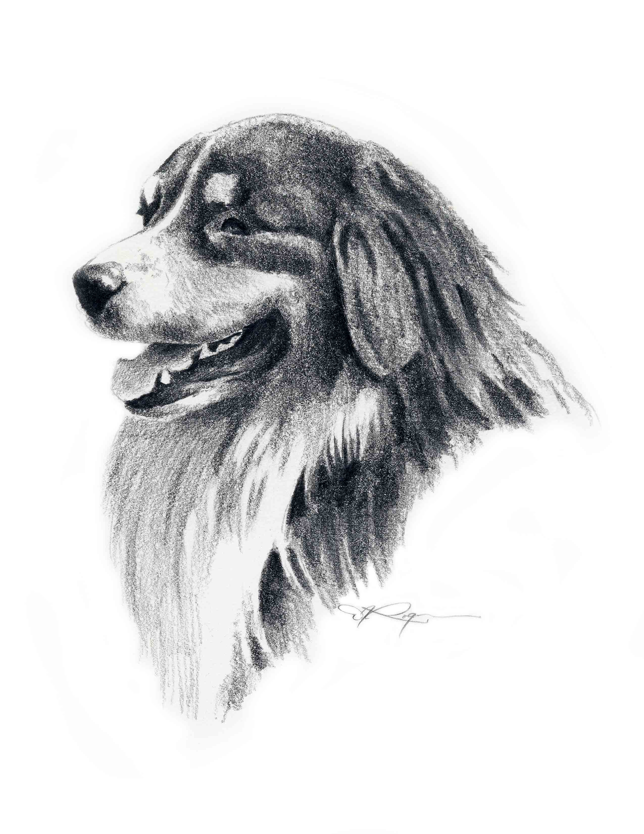 Australian Shepherd Dog Wall Art Print Poster Picture Painting