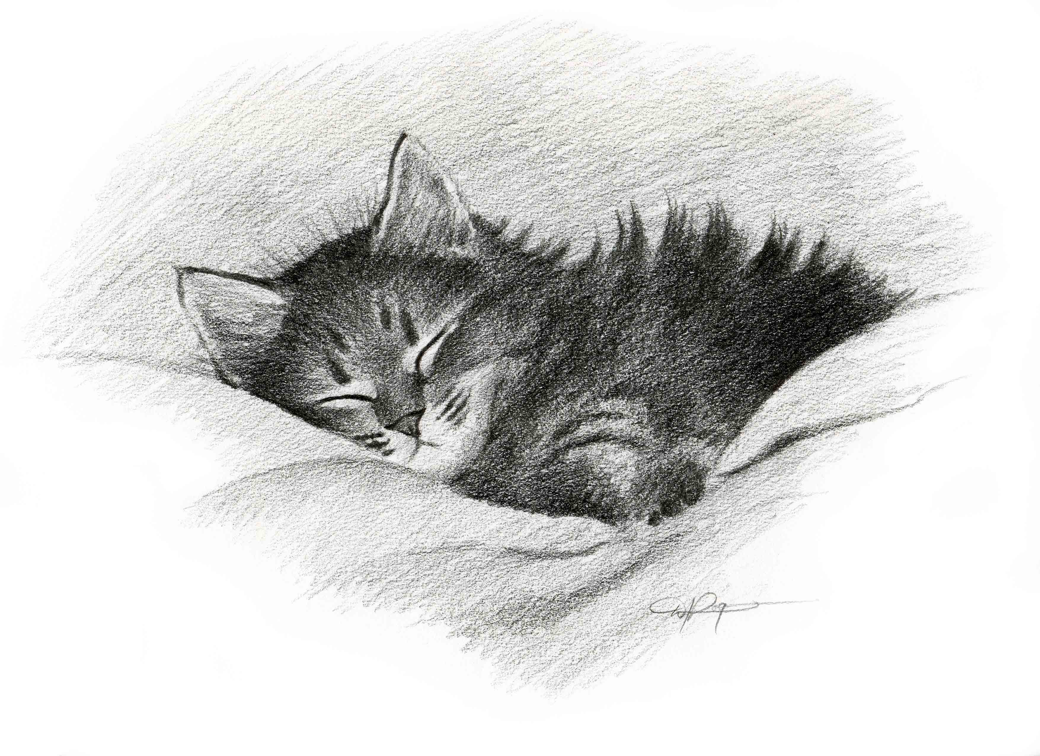 Tabby Cat Kitten Pencil Cat Art Print by Artist DJ Rogers
