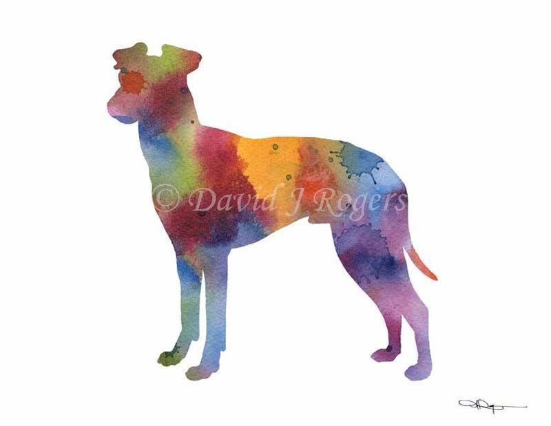 A Manchester Terrier 0 print based on a David J Rogers original watercolor