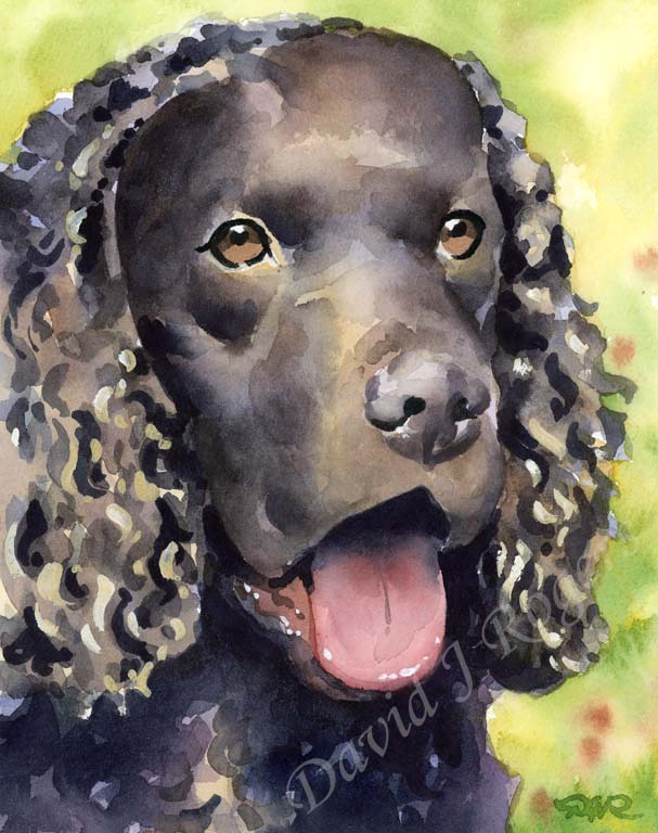 American Water Spaniel Dog Wall Art Print Poster Picture Painting