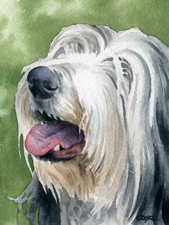 Bearded Collie Dog Wall Art Print Poster Picture Painting Room Decor