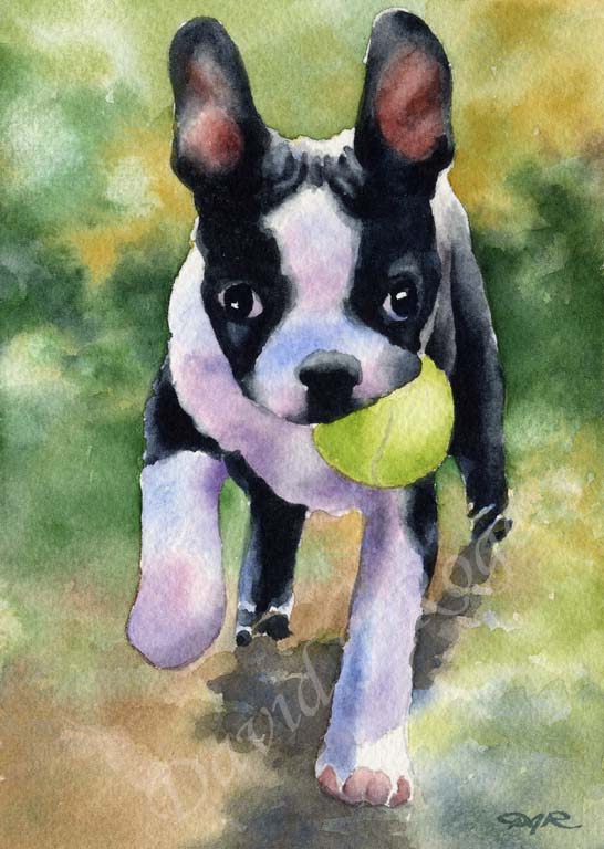 Boston Terrier Dog Wall Art Print Poster Picture Painting Room Decor