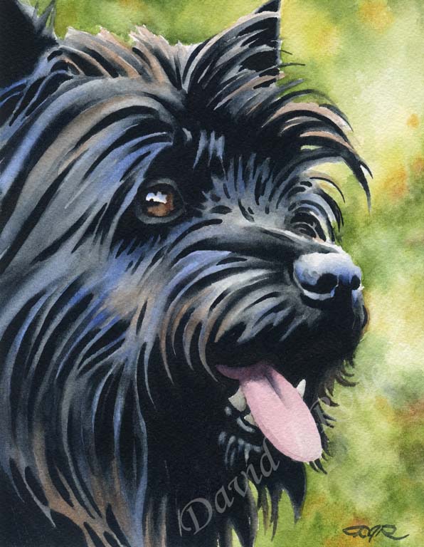 A Cairn Terrier portrait print based on a David J Rogers original watercolor