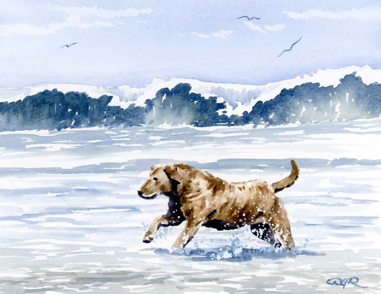 A Chesapeake Bay Retriever beach print based on a David J Rogers original watercolor