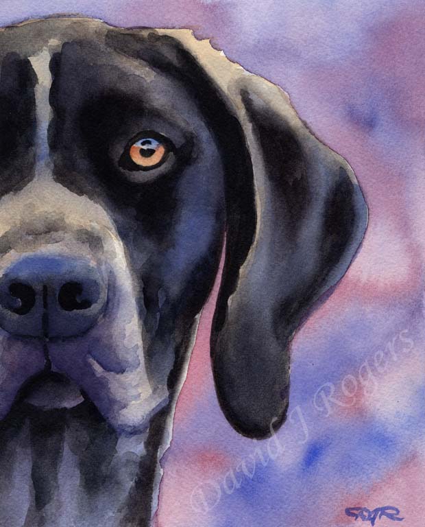 A German Short Haired Pointer portrait print based on a David J Rogers original watercolor