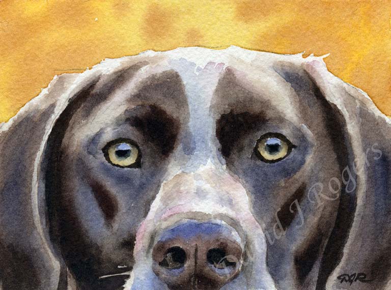 A German Short Haired Pointer portrait print based on a David J Rogers original watercolor