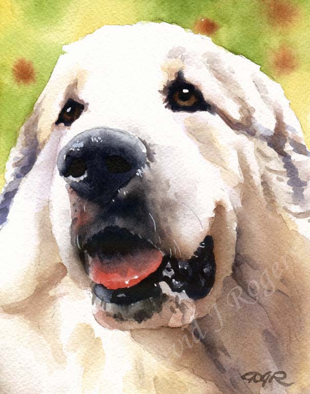 A Great Pyrenees portrait print based on a David J Rogers original watercolor