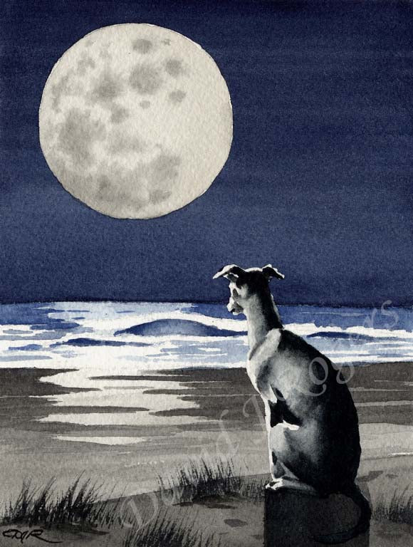 A Greyhound beach print based on a David J Rogers original watercolor