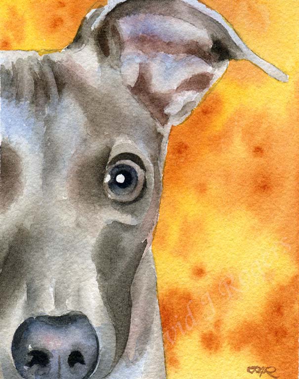 A Italian Greyhound portrait print based on a David J Rogers original watercolor