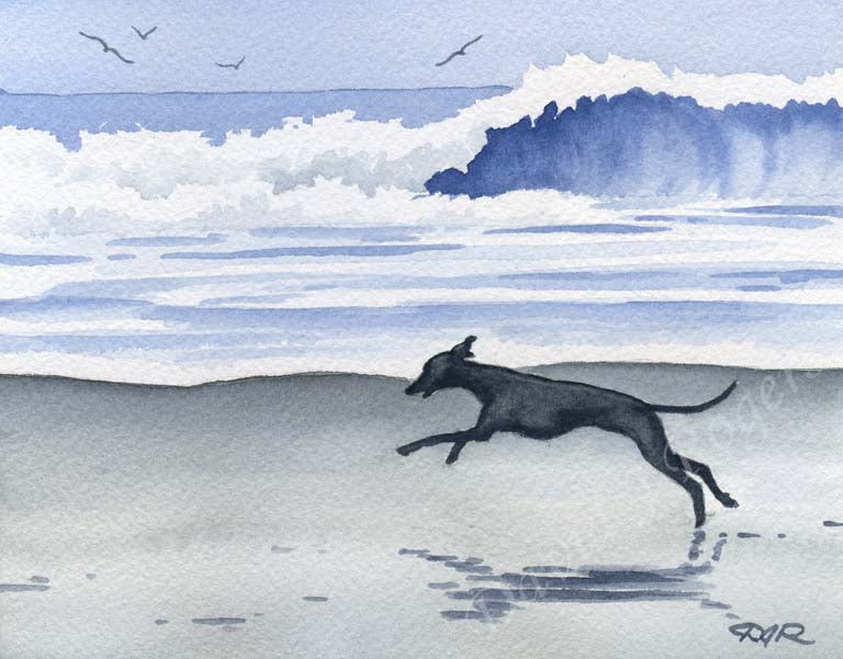 A Italian Greyhound beach print based on a David J Rogers original watercolor