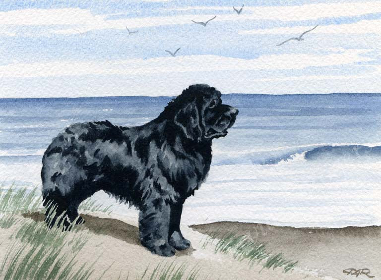 A Newfoundland beach print based on a David J Rogers original watercolor