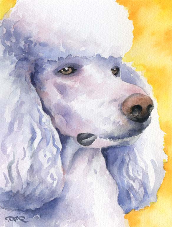 A Poodle portrait print based on a David J Rogers original watercolor