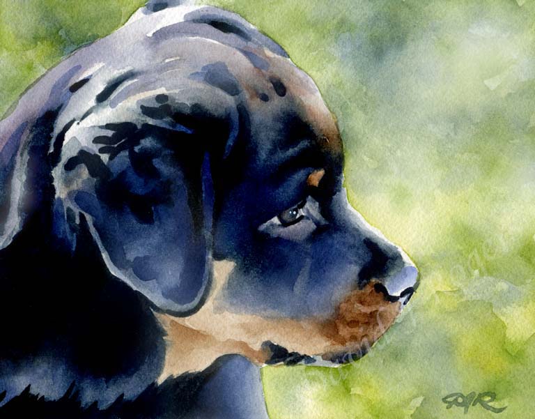 A Rottweiler portrait print based on a David J Rogers original watercolor