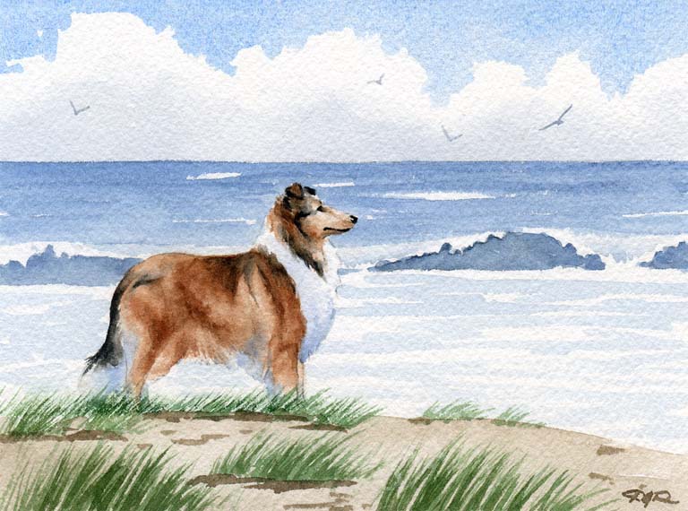 A Rough Collie beach print based on a David J Rogers original watercolor