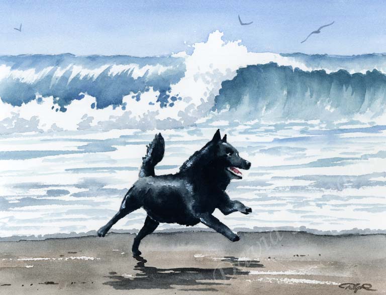 A Schipperke beach print based on a David J Rogers original watercolor