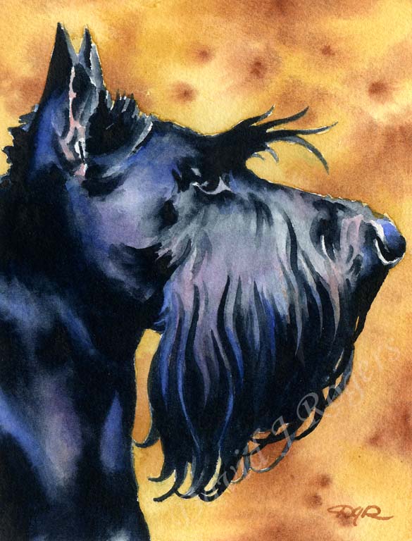 A Scottish Terrier portrait print based on a David J Rogers original watercolor