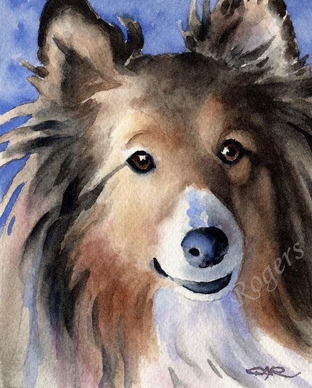 A Shetland Sheepdog portrait print based on a David J Rogers original watercolor